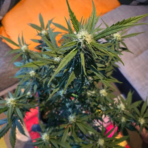 Elsa growlog timeline photo