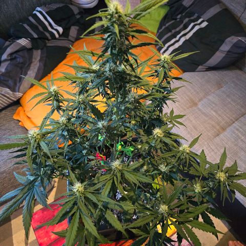 Elsa growlog timeline photo