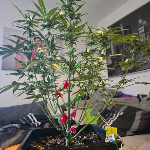 Elsa growlog timeline photo