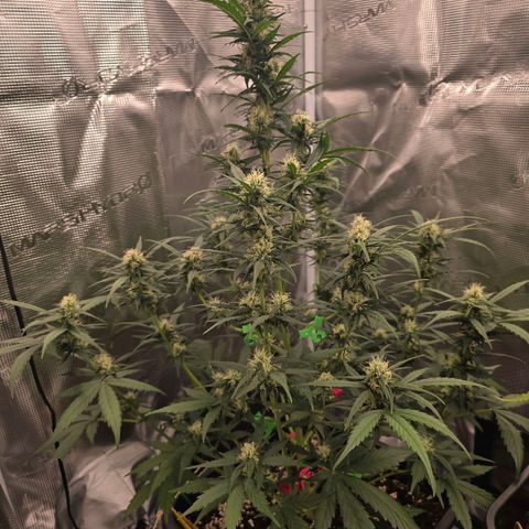 Elsa growlog timeline photo