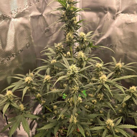 Elsa growlog timeline photo