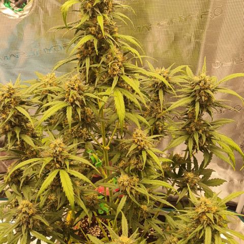 Elsa growlog timeline photo