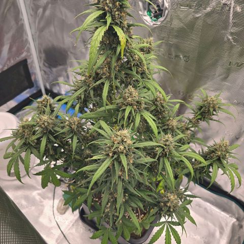 Elsa growlog timeline photo