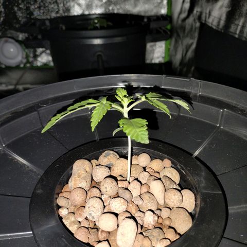 Cream caramel  growlog timeline photo