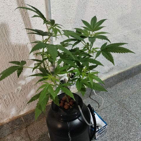 Amnesia  growlog timeline photo
