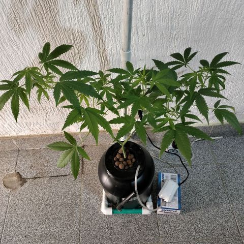 Amnesia  growlog photo: Segui