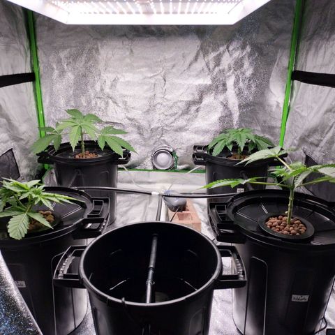 Cream caramel  growlog photo: Segui