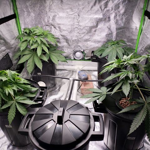 Cream caramel  growlog photo: Seguimiento 