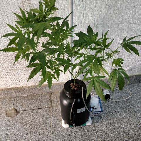 Amnesia  growlog photo: Seguimiento 