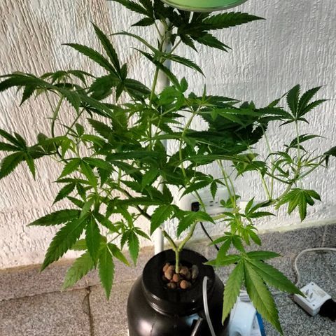 Amnesia  growlog timeline photo
