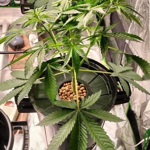 Cream caramel  growlog timeline photo
