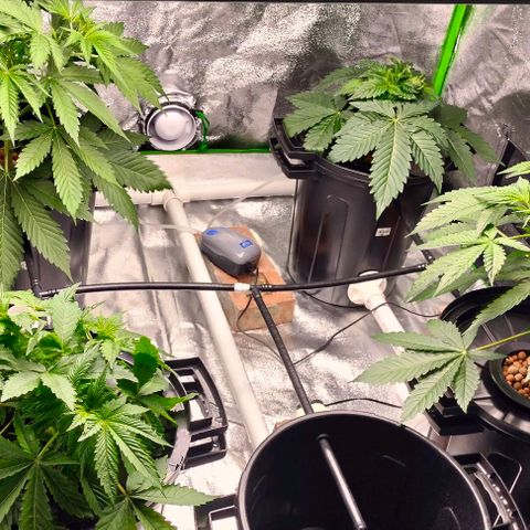 Cream caramel  growlog timeline photo