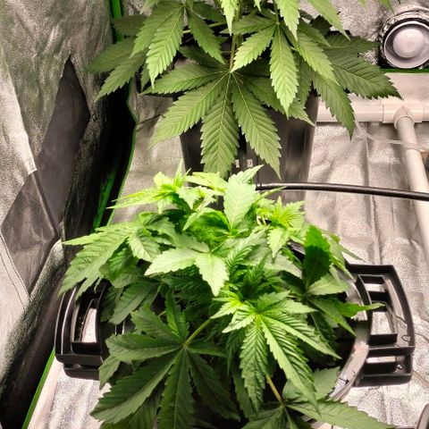 Cream caramel  growlog timeline photo