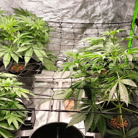Cream caramel  growlog photo: Seguimiento 