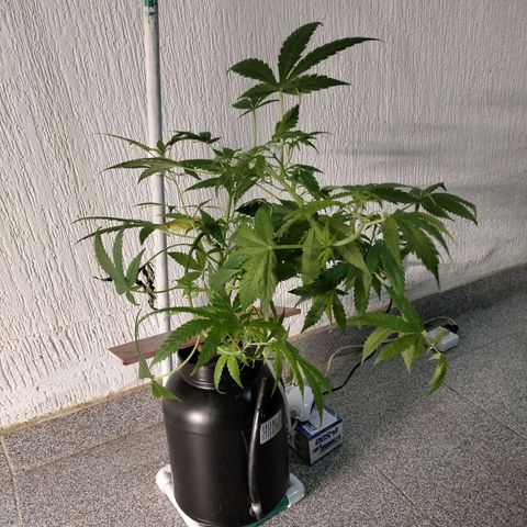 Amnesia  growlog timeline photo