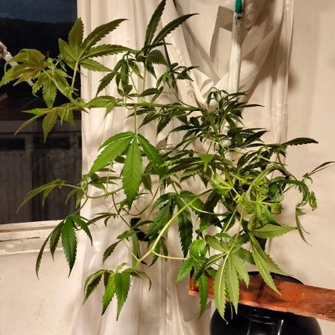 Amnesia  growlog photo: Seguimiento 