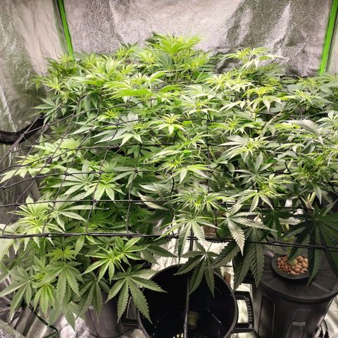Cream caramel  growlog timeline photo