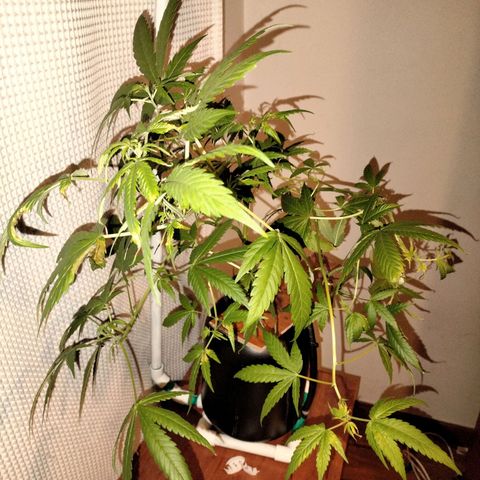 Amnesia  growlog timeline photo
