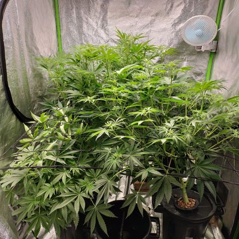 Cream caramel  growlog timeline photo