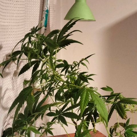 Amnesia  growlog timeline photo