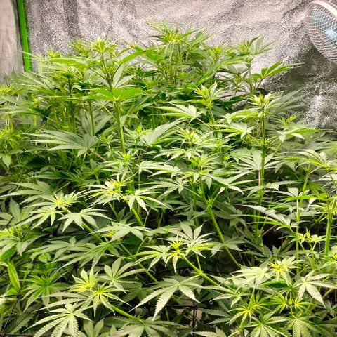 Cream caramel  growlog photo: Seguimiento 