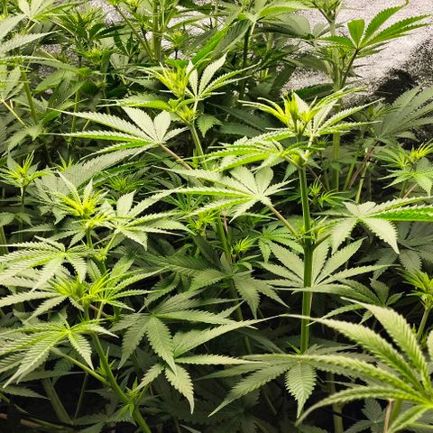 Cream caramel  growlog photo: Seguimiento 