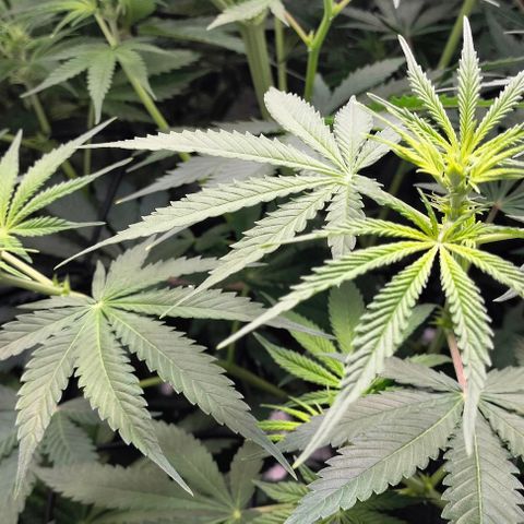 Cream caramel  growlog photo: Seguimiento 