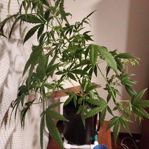 Amnesia  growlog timeline photo
