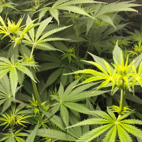 Cream caramel  growlog timeline photo