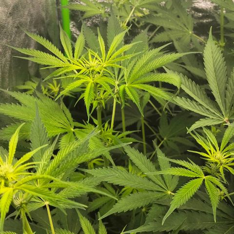 Cream caramel  growlog timeline photo