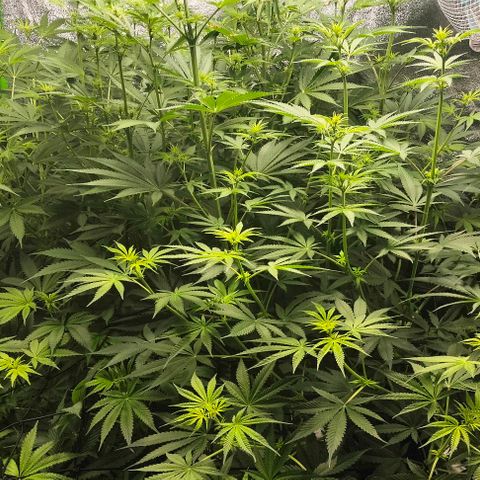 Cream caramel  growlog timeline photo