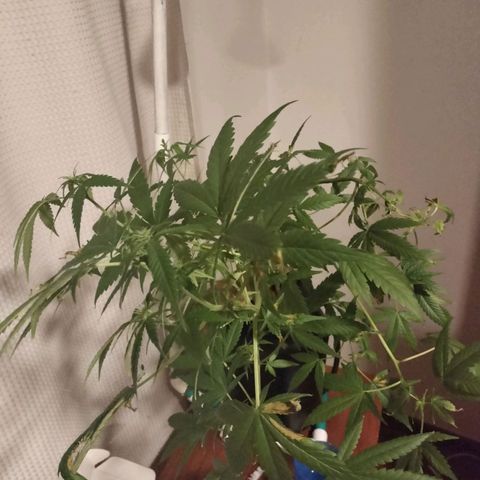 Amnesia  growlog timeline photo
