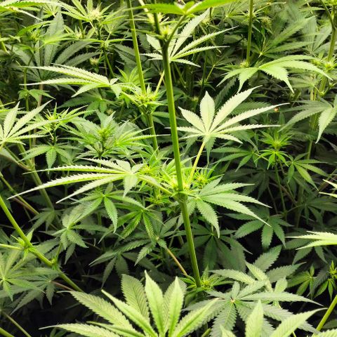Cream caramel  growlog photo: Seguimiento 