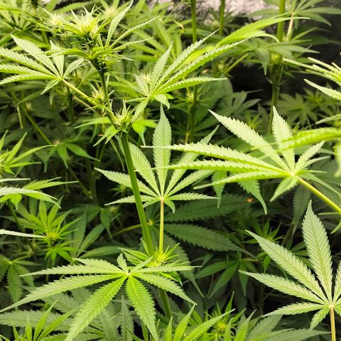 Cream caramel  growlog photo: Seguimiento 