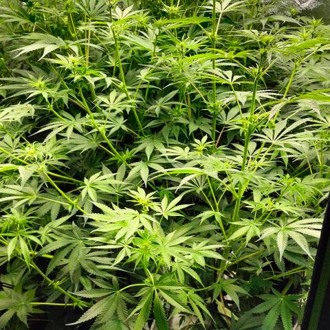 Cream caramel  growlog photo: Seguimiento 