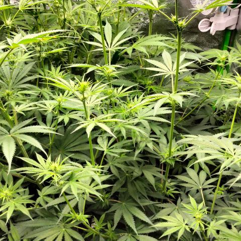 Cream caramel  growlog photo: Seguimiento 