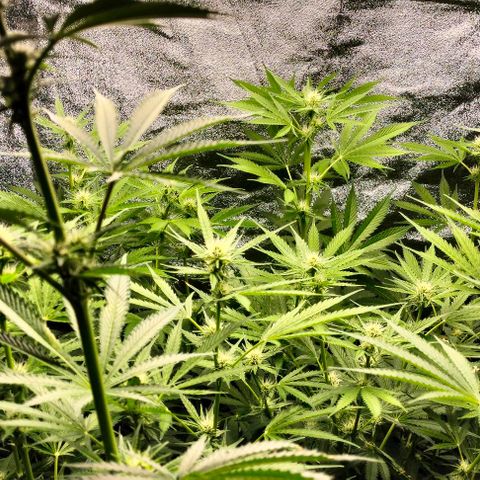 Cream caramel  growlog photo: Seguimiento 