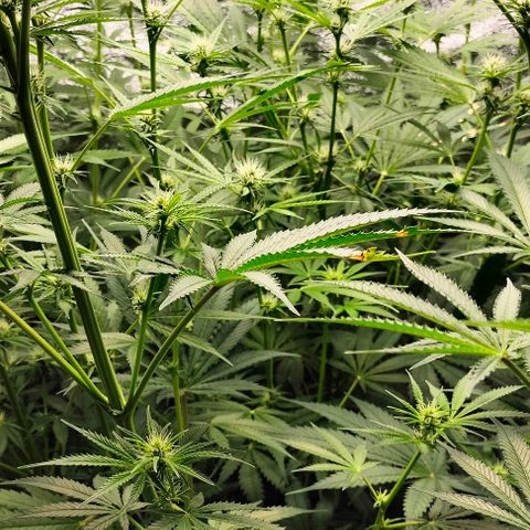 Cream caramel  growlog photo: Seguimiento 