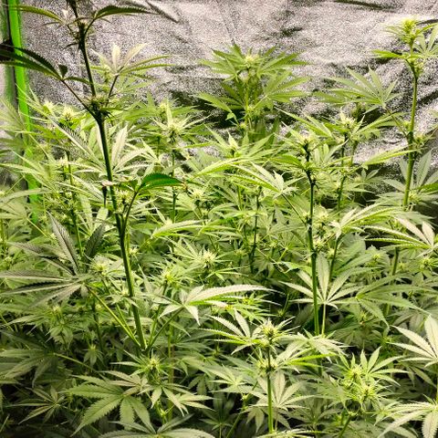 Cream caramel  growlog photo: Seguimiento 