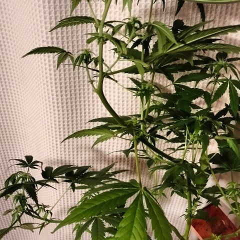 Amnesia  growlog timeline photo