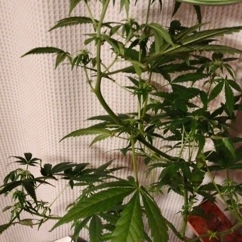 Amnesia  growlog timeline photo