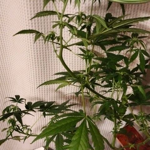 Amnesia  growlog timeline photo