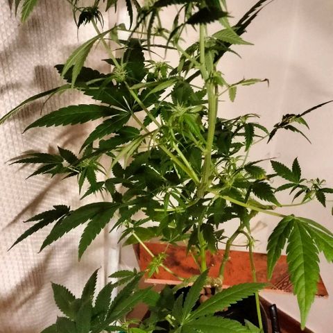 Amnesia  growlog timeline photo