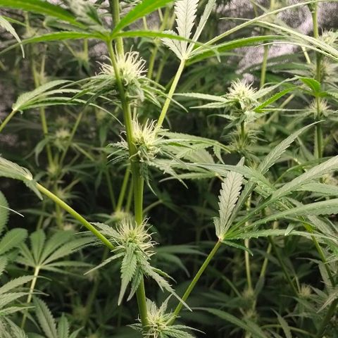 Cream caramel  growlog timeline photo