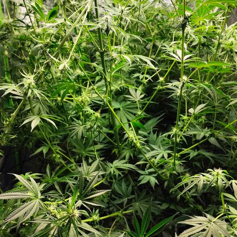 Cream caramel  growlog timeline photo