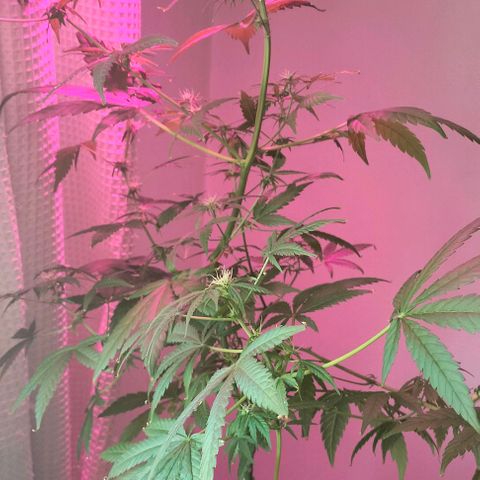 Amnesia  growlog timeline photo