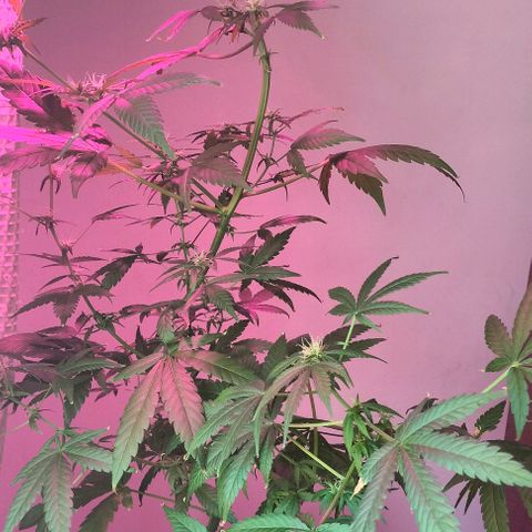 Amnesia  growlog timeline photo