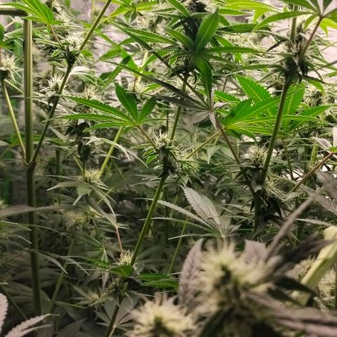 Cream caramel  growlog timeline photo