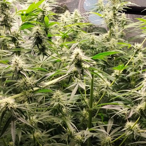 Cream caramel  growlog timeline photo