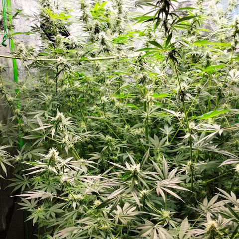 Cream caramel  growlog timeline photo